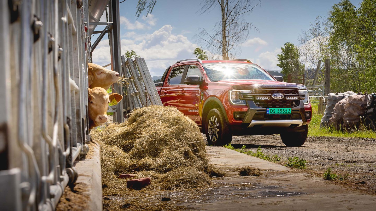 Rød Ford Ranger parkert nær en låve med to kuer og en høyballe.